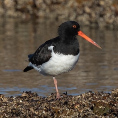 Haematopus finschi (South Island Pied Oystercatcher) at Mossy Point, NSW - 26 Jun 2020 by rawshorty