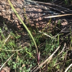 Thelymitra sp. (A Sun Orchid) at Tuggeranong DC, ACT - 21 Sep 2020 by PeterR