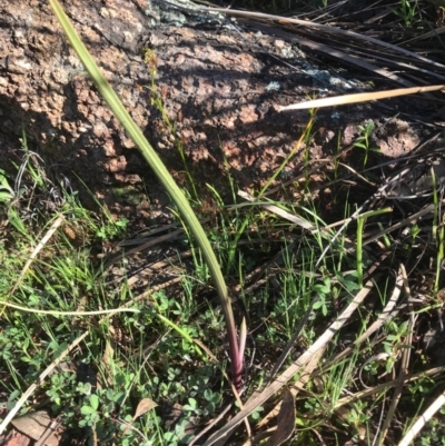 Thelymitra sp. (A Sun Orchid) at Tuggeranong DC, ACT - 21 Sep 2020 by PeterR