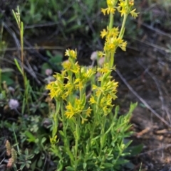 Pimelea curviflora (Curved Rice-flower) at McQuoids Hill - 21 Sep 2020 by PeterR