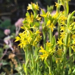 Pimelea curviflora at Tuggeranong DC, ACT - 21 Sep 2020 12:54 PM