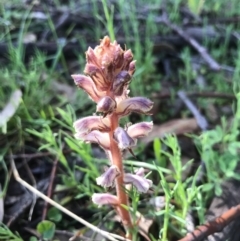 Orobanche minor (Broomrape) at Tuggeranong DC, ACT - 21 Sep 2020 by PeterR