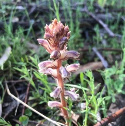 Orobanche minor (Broomrape) at McQuoids Hill - 21 Sep 2020 by PeterR