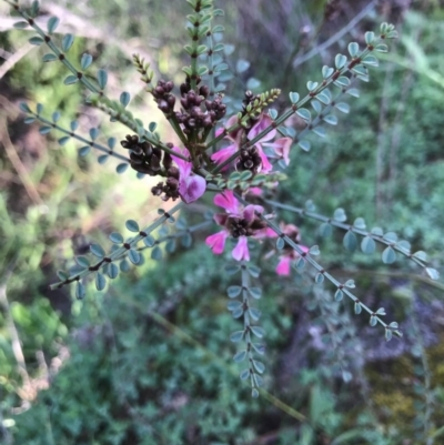 Indigofera adesmiifolia (Tick Indigo) at Tuggeranong DC, ACT - 21 Sep 2020 by PeterR