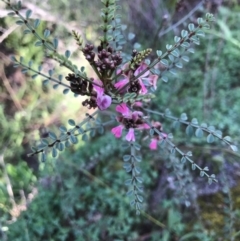 Indigofera adesmiifolia (Tick Indigo) at Mcquoids Hill - 21 Sep 2020 by PeterR