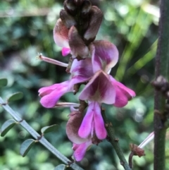 Indigofera adesmiifolia at Tuggeranong DC, ACT - 21 Sep 2020