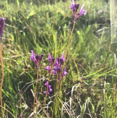 Linaria pelisseriana (Pelisser's Toadflax) at McQuoids Hill - 21 Sep 2020 by PeterR