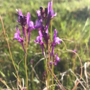 Linaria pelisseriana at Tuggeranong DC, ACT - 21 Sep 2020 12:14 PM