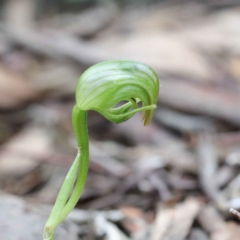 Pterostylis nutans (Nodding Greenhood) at ANBG South Annex - 22 Sep 2020 by ConBoekel