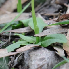 Pterostylis nutans at Acton, ACT - 23 Sep 2020