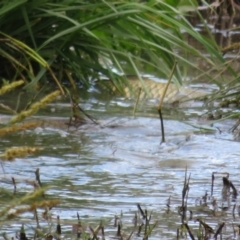 Cyprinus carpio (Common Carp) at Fyshwick, ACT - 23 Sep 2020 by Christine