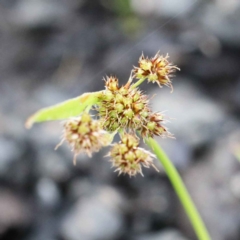 Luzula (genus) (Woodrush) at Acton, ACT - 23 Sep 2020 by ConBoekel