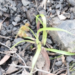 Luzula sp. at Acton, ACT - 23 Sep 2020