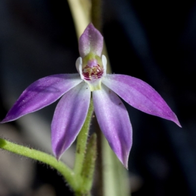 Caladenia carnea (Pink Fingers) at Cotter Reserve - 22 Sep 2020 by JudithRoach