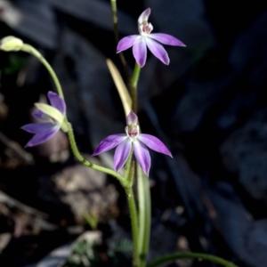 Caladenia carnea at Coree, ACT - suppressed