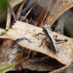 Nanodectes harpax (Small shield-back katydid) at Mount Painter - 23 Sep 2020 by tpreston