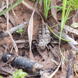 Pycnostictus seriatus at Cook, ACT - 23 Sep 2020