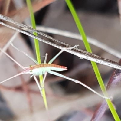 Polichne parvicauda (Short-tailed Polichne) at Mount Painter - 23 Sep 2020 by tpreston