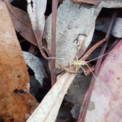 Polichne parvicauda at Cook, ACT - 23 Sep 2020 03:52 PM