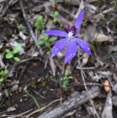 Cyanicula caerulea (Blue Fingers, Blue Fairies) at Gossan Hill - 23 Sep 2020 by Wen