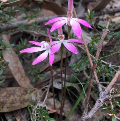 Caladenia fuscata (Dusky Fingers) at Bruce, ACT - 23 Sep 2020 by Wen