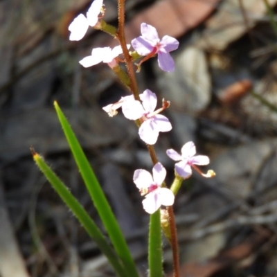 Stylidium sp. (Trigger Plant) at Penrose - 14 Sep 2020 by Wonga