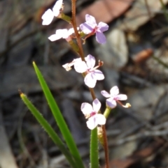 Stylidium graminifolium (TBC) at Bundanoon, NSW - 14 Sep 2020 by Wonga