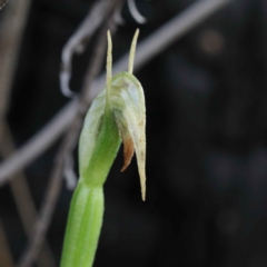 Pterostylis nutans (Nodding Greenhood) at Acton, ACT - 23 Sep 2020 by ConBoekel