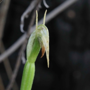 Pterostylis nutans at Acton, ACT - suppressed