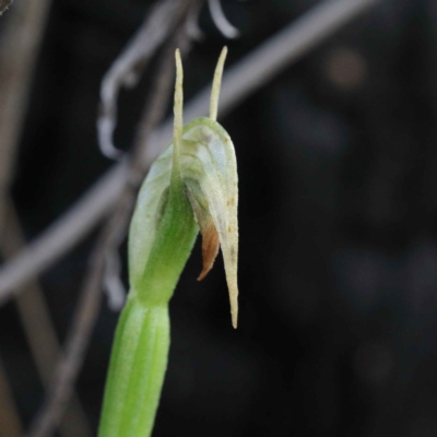 Pterostylis nutans (Nodding Greenhood) at ANBG South Annex - 22 Sep 2020 by ConBoekel