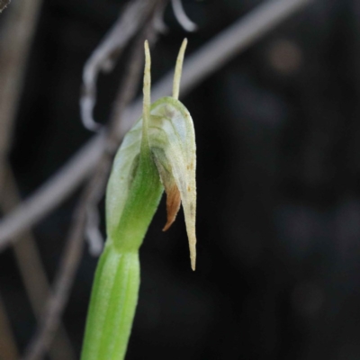 Pterostylis nutans (Nodding Greenhood) at Acton, ACT - 23 Sep 2020 by ConBoekel