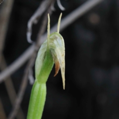 Pterostylis nutans (Nodding Greenhood) at Acton, ACT - 22 Sep 2020 by ConBoekel