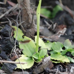 Pterostylis nutans at Acton, ACT - suppressed