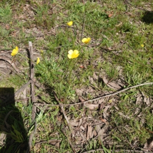 Ranunculus sp. at Forde, ACT - 23 Sep 2020