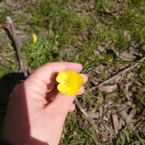 Ranunculus sp. at Forde, ACT - 23 Sep 2020