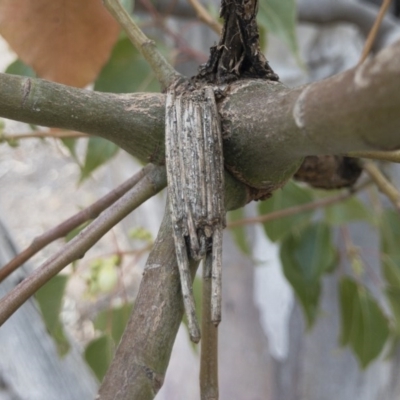 Clania ignobilis (Faggot Case Moth) at Illilanga & Baroona - 1 Dec 2019 by Illilanga