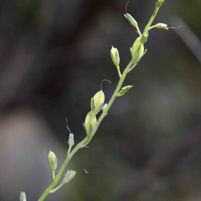 Veronica perfoliata (Digger's Speedwell) at Acton, ACT - 22 Sep 2020 by ConBoekel