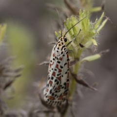 Utetheisa pulchelloides (Heliotrope Moth) at Michelago, NSW - 17 Mar 2019 by Illilanga