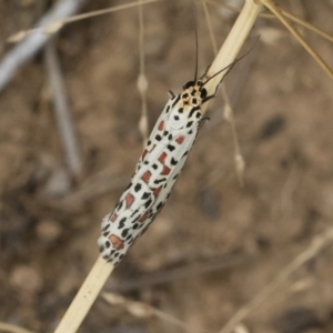 Utetheisa pulchelloides at Michelago, NSW - 17 Mar 2019