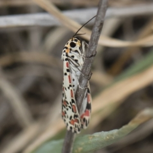 Utetheisa pulchelloides at Michelago, NSW - 17 Mar 2019