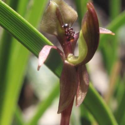Chiloglottis trapeziformis (Diamond Ant Orchid) at MTR591 at Gundaroo - 21 Sep 2020 by MaartjeSevenster