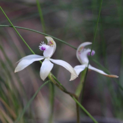 Caladenia ustulata (Brown Caps) at Acton, ACT - 23 Sep 2020 by ConBoekel