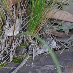 Caladenia ustulata at Acton, ACT - 23 Sep 2020