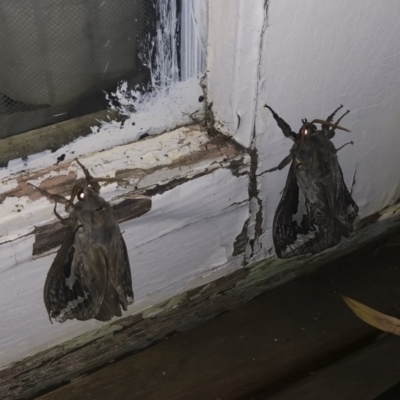 Abantiades atripalpis (Bardee grub/moth, Rain Moth) at Illilanga & Baroona - 28 Apr 2020 by Illilanga