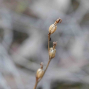 Speculantha rubescens at Acton, ACT - suppressed