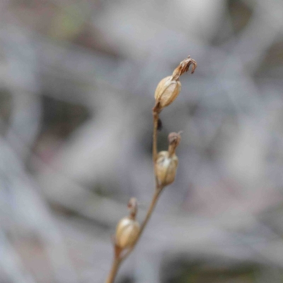 Speculantha rubescens (Blushing Tiny Greenhood) at Black Mountain - 22 Sep 2020 by ConBoekel