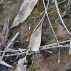 Speculantha rubescens at Acton, ACT - suppressed