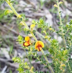 Pultenaea foliolosa (Small Leaf Bushpea) at Monument Hill and Roper Street Corridor - 5 Sep 2020 by ClaireSee