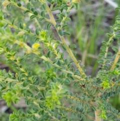 Pultenaea foliolosa at Albury - 5 Sep 2020 07:23 AM