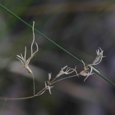 Unverified Grass at ANBG South Annex - 23 Sep 2020 by ConBoekel